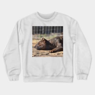 Fossa Crewneck Sweatshirt